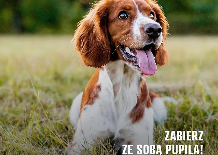 River Park Wśród Drzew Wzdłuż Rzeki Zator